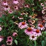 echinacea, herbs for ear infections