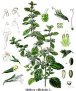 holistic medicine schools