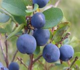 bilberry, high blood pressure herbs
