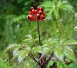 high blood pressure herbs, gensing