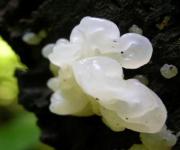 snow fungus, radiation therapy