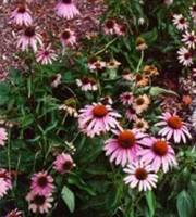 echinacea