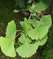 ginko