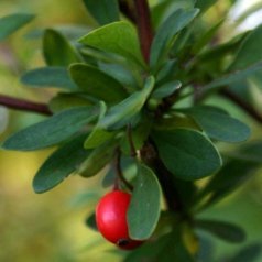 barberry, barberry bush