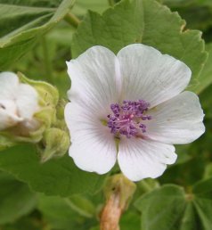 herbal kidney stone