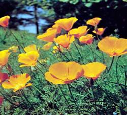 california poppy, state flower california