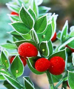 butchers broom, butcher's broom