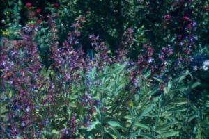 sage herb
