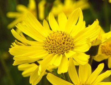 Arnica