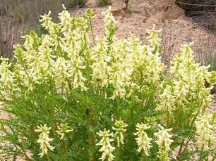 astragalus