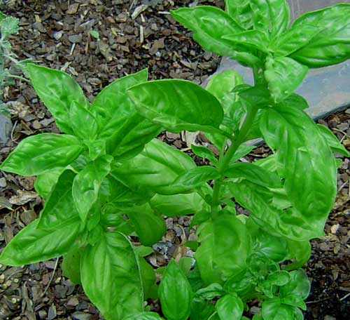 basil herb