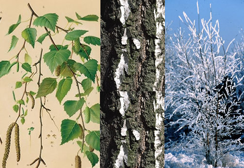 birch, sweet birch, silver birch