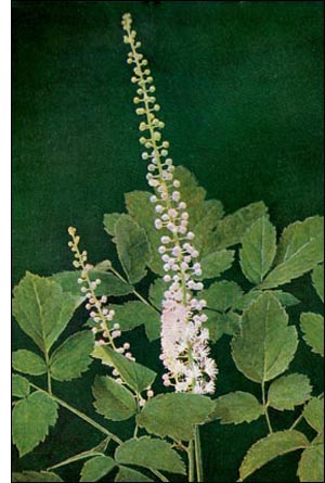 black cohosh