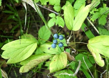 blue cohosh