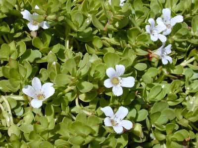 Herbal remedies information