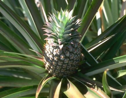 bromelain, pineapple