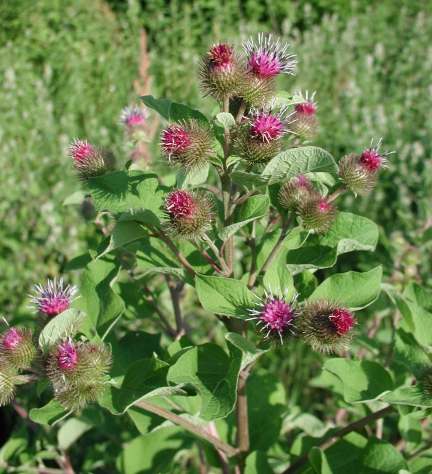 burdock, burdock seeds