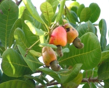 cajueiro, herbs for diabetes