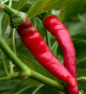 cayenne