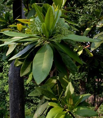 cinnamon tree