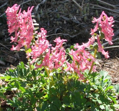 corydalis root, corydalis