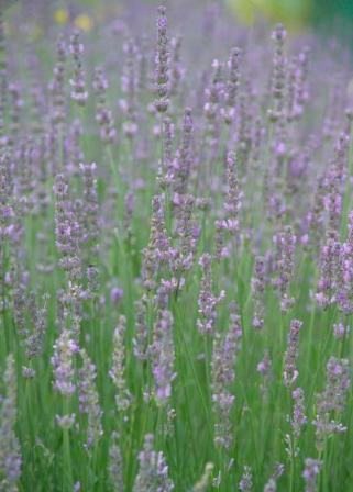 lavender, acne herbal remedy