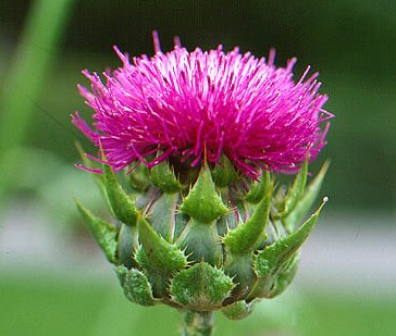 milk thistle