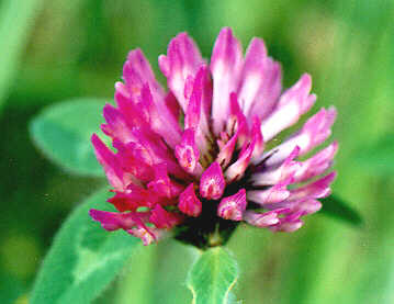 red clover