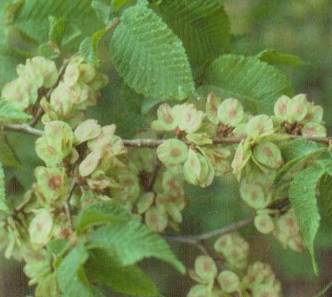 slippery elm, radiation therapy