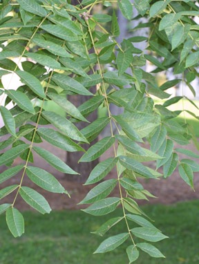 walnut, acne herbal remedy