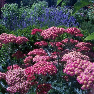 yarrow herb