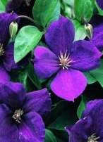 clematis