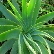 aloe vera, aloe vera sunburn