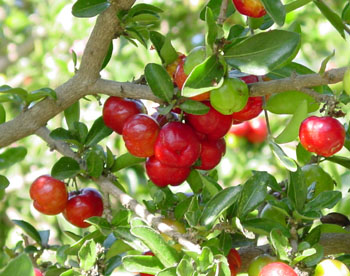 Acerola, Barbados cherry