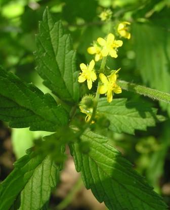 agrimony