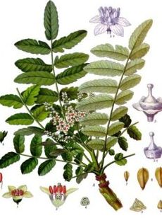boswellia, herbal arthritis remedy