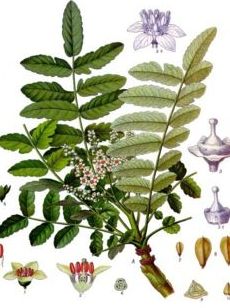 Herbal remedies information