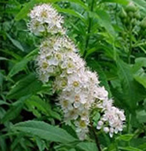 meadowsweet