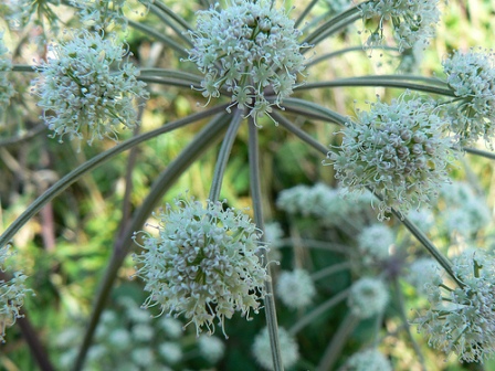 angelica, wild angelica